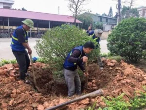 Dịch Vụ Cây Xanh Vĩnh Phúc – Công Ty TNHH Tư Vấn Xây Dựng Và Môi Trường Đô Thị Vĩnh Phúc