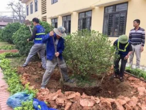 Dịch Vụ Cây Xanh Vĩnh Phúc – Công Ty TNHH Tư Vấn Xây Dựng Và Môi Trường Đô Thị Vĩnh Phúc