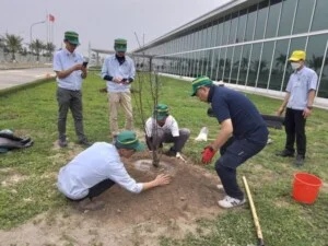 Dịch Vụ Cây Xanh Vĩnh Phúc – Công Ty TNHH Tư Vấn Xây Dựng Và Môi Trường Đô Thị Vĩnh Phúc