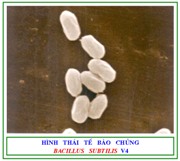 Công Ty TNHH Vi Sinh Môi Trường