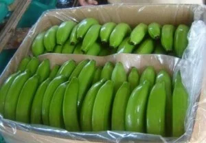 Trái Cây Sấy Minh Châu – Công Ty TNHH Xuất Khẩu Chuối Minh Châu
