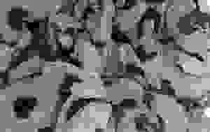 Củi Trấu Phát Hưng – Công Ty Cổ Phần Đầu Tư Và Phát Triển Phát Hưng