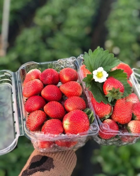 HNH Foodfarm – Công Ty TNHH Nông Trại Thực Phẩm HNH