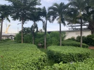 Cây Xanh Phú Cường – Công Ty TNHH Dịch Vụ Và Kỹ Thuật Phú Cường