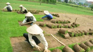 Cây Xanh Phú Cường – Công Ty TNHH Dịch Vụ Và Kỹ Thuật Phú Cường