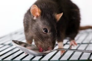 Công Ty Diệt Côn Trùng Gây Hại Việt Nam