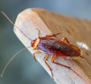 Công Ty Diệt Côn Trùng Gây Hại Việt Nam