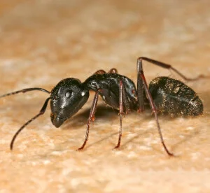 Công Ty Diệt Côn Trùng Gây Hại Việt Nam