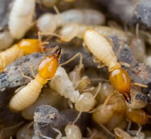 Công Ty Diệt Côn Trùng Gây Hại Việt Nam