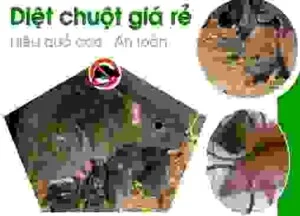 Công Ty TNHH Pestcontrol