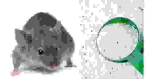 Công Ty TNHH Pestcontrol
