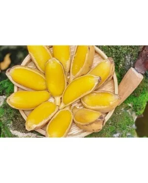 Công Ty TNHH Công Nghệ Sinh Học Thực Vật