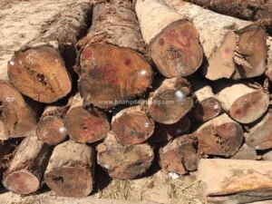 Công Ty TNHH Hoàng Đại Vương