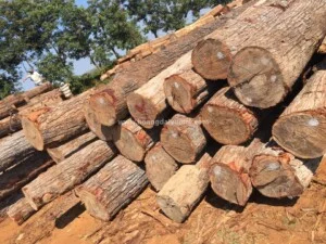Công Ty TNHH Hoàng Đại Vương