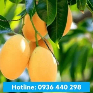 Nam Thiên Ân – Công Ty TNHH Nam Thiên Ân