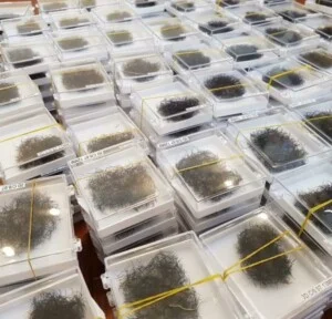 Cơ Sở Sản Xuất Lông Mi Cherry