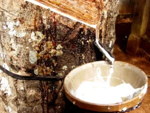 Công Ty Cổ Phần Rạng Minh (Công Ty Cổ Phần Trường Nam – Tên Cũ)