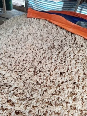 Cơ Sở Phân Phối Nấm Mèo