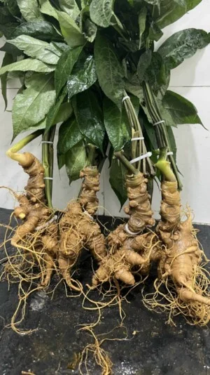 Sâm Rừng Rượu Việt