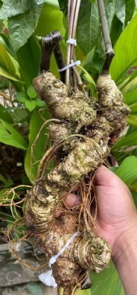 Sâm Rừng Rượu Việt