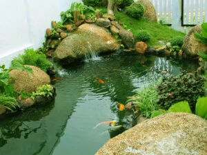 DNGreen – Công Ty Cổ Phần Điểm Nhấn Xanh