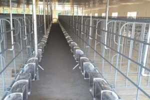 Thiết Kế Thi Công Hệ Thống Thông Gió Làm Mát Trang Trại – Công Ty Cổ Phần Sản Xuất – Thương Mại Cơ Khí – Nhựa Trường Thành