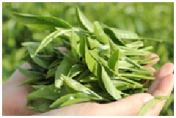 Phụ Gia Thực Phẩm Miền Nam