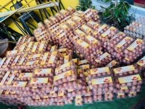 Trại Gà Năm Hưởng – Công Ty Trách Nhiệm Hữu Hạn Chăn Nuôi Gia Cầm Năm Hưởng