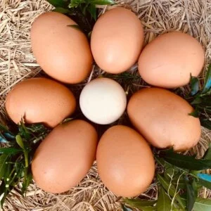 Trại Gà Năm Hưởng – Công Ty Trách Nhiệm Hữu Hạn Chăn Nuôi Gia Cầm Năm Hưởng
