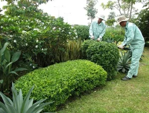 Cây Xanh Miền Nam – Công Ty TNHH Vệ Sinh Cây Xanh Miền Nam