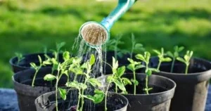 Công Ty TNHH Phát Triển Thương Mại Cây Xanh Ngọc Hà