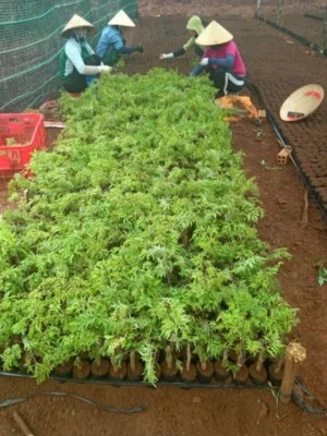 Công Ty TNHH Thương Mại Dược Liệu Y Học Cổ Truyền Nguyễn Thanh Tâm