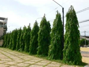 Công Ty TNHH Kỷ Nguyên Xanh