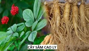 Công Ty TNHH Thương Mại Dược Liệu Y Học Cổ Truyền Nguyễn Thanh Tâm