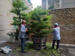 Cây Xanh Miền Nam – Công Ty TNHH Vệ Sinh Cây Xanh Miền Nam