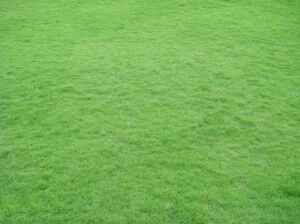 Công Ty TNHH Kỷ Nguyên Xanh