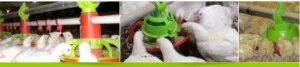 Thiết Bị Chăn Nuôi Gia Linh – Công Ty TNHH Sản Xuất Và Dịch Vụ Gia Linh