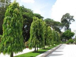 Công Ty TNHH Phát Triển Thương Mại Cây Xanh Ngọc Hà