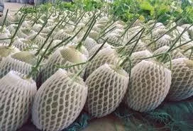 Công Ty TNHH Một Thành Viên Thương Mại Xuất Nhập Khẩu Tân Phú Quý
